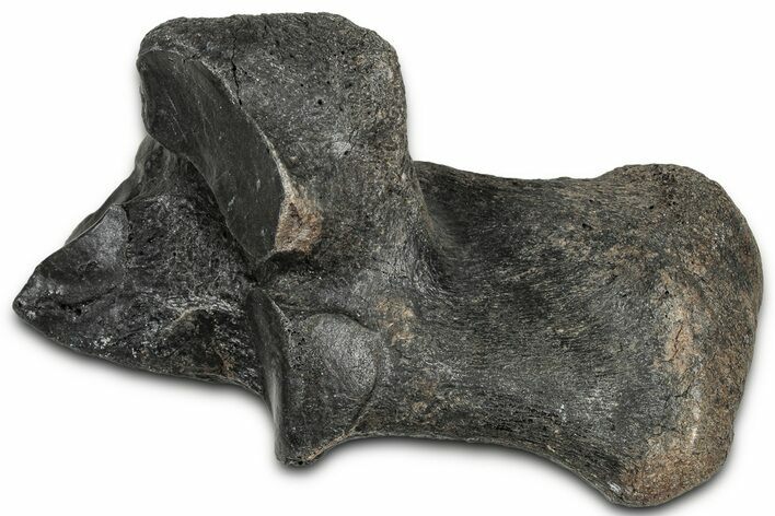 Pleistocene Fossil Horse (Equus) Calcaneus - Florida #325965